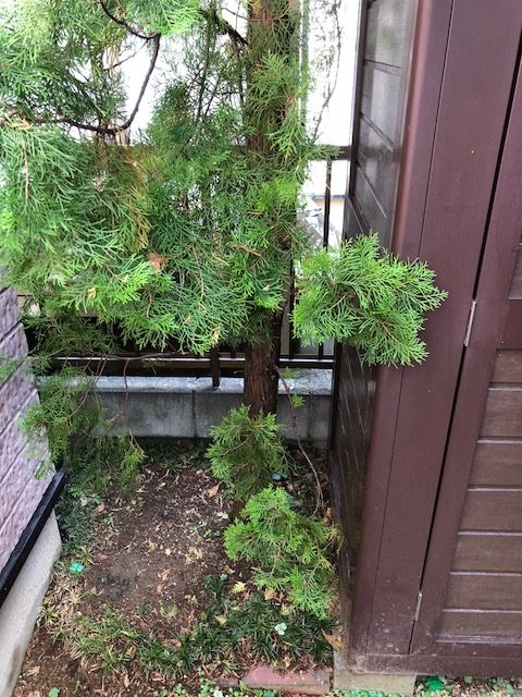 屋根に届きそうなほど成長した木を伐採しました。