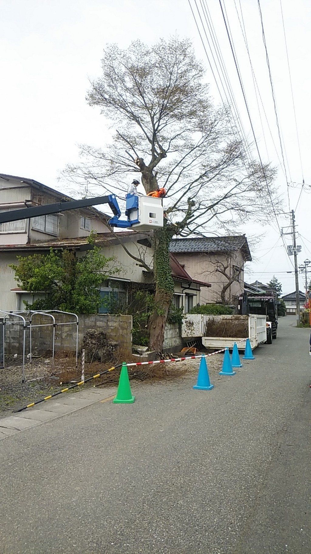 【庄内町】庭木の伐採処分ご依頼　お客様の声