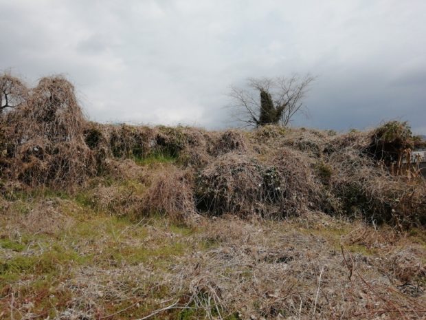 【桜井市】雑草・ツルの除草　お客様の声