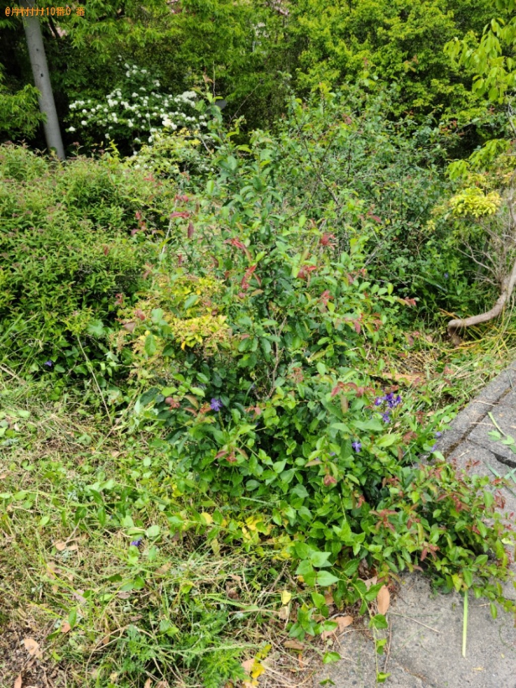 【美祢市秋芳町】草刈り作業のご依頼　お客様の声