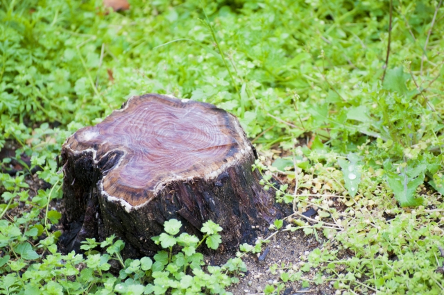 庭木の伐採方法・お清め～業者の費用相場・選び方のコツまで徹底解説