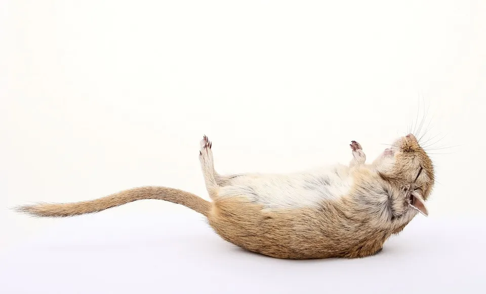 ネズミの死骸の処理方法