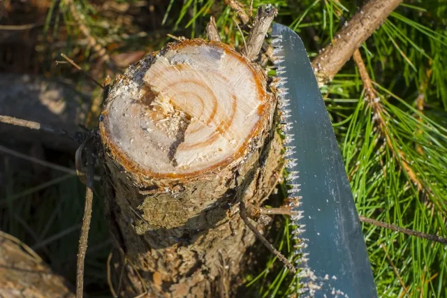 自分で伐採した庭木を処分する方法は？