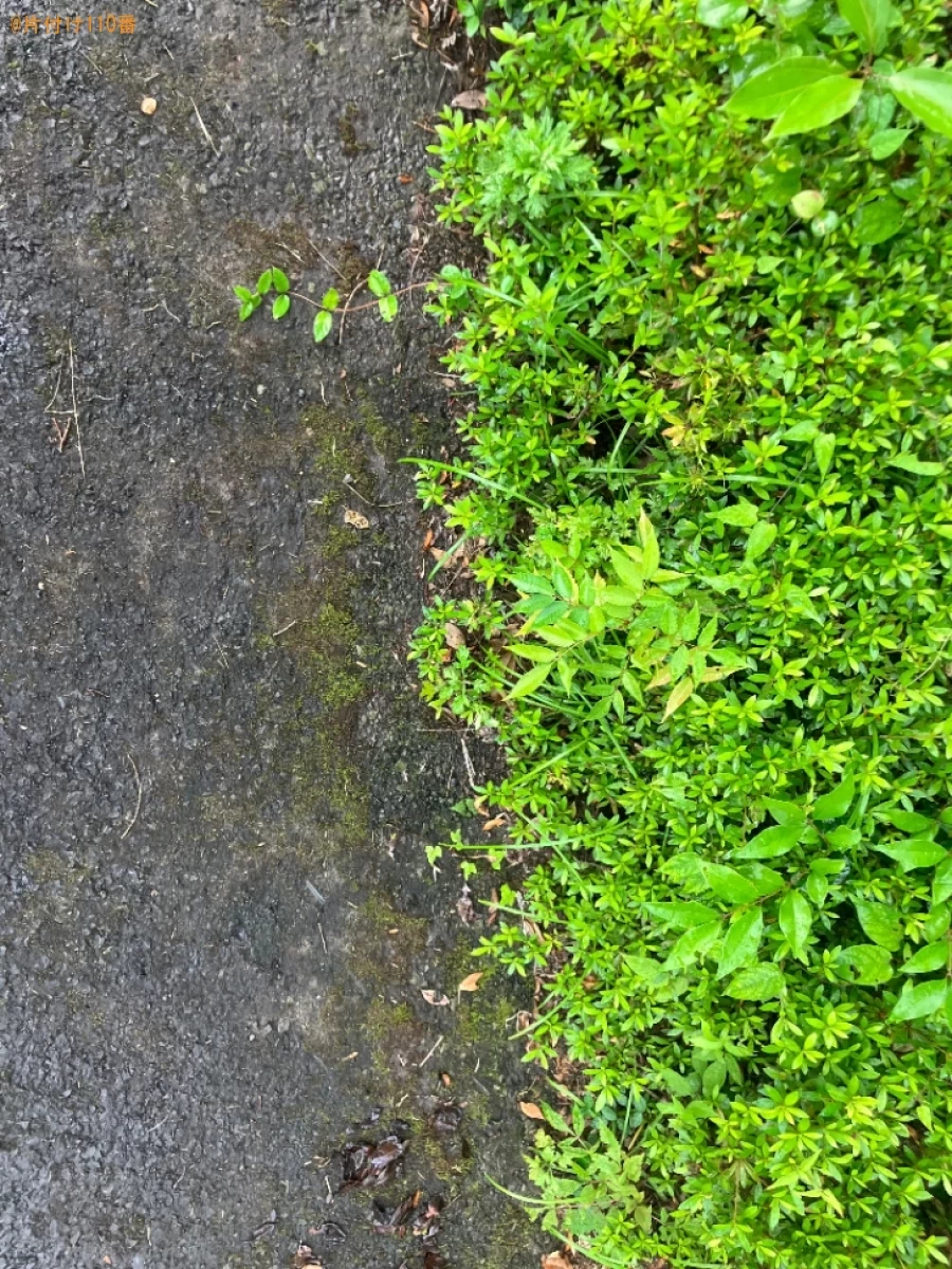 【鹿児島市東千石町】観葉植物の回収ご依頼　お客様の声