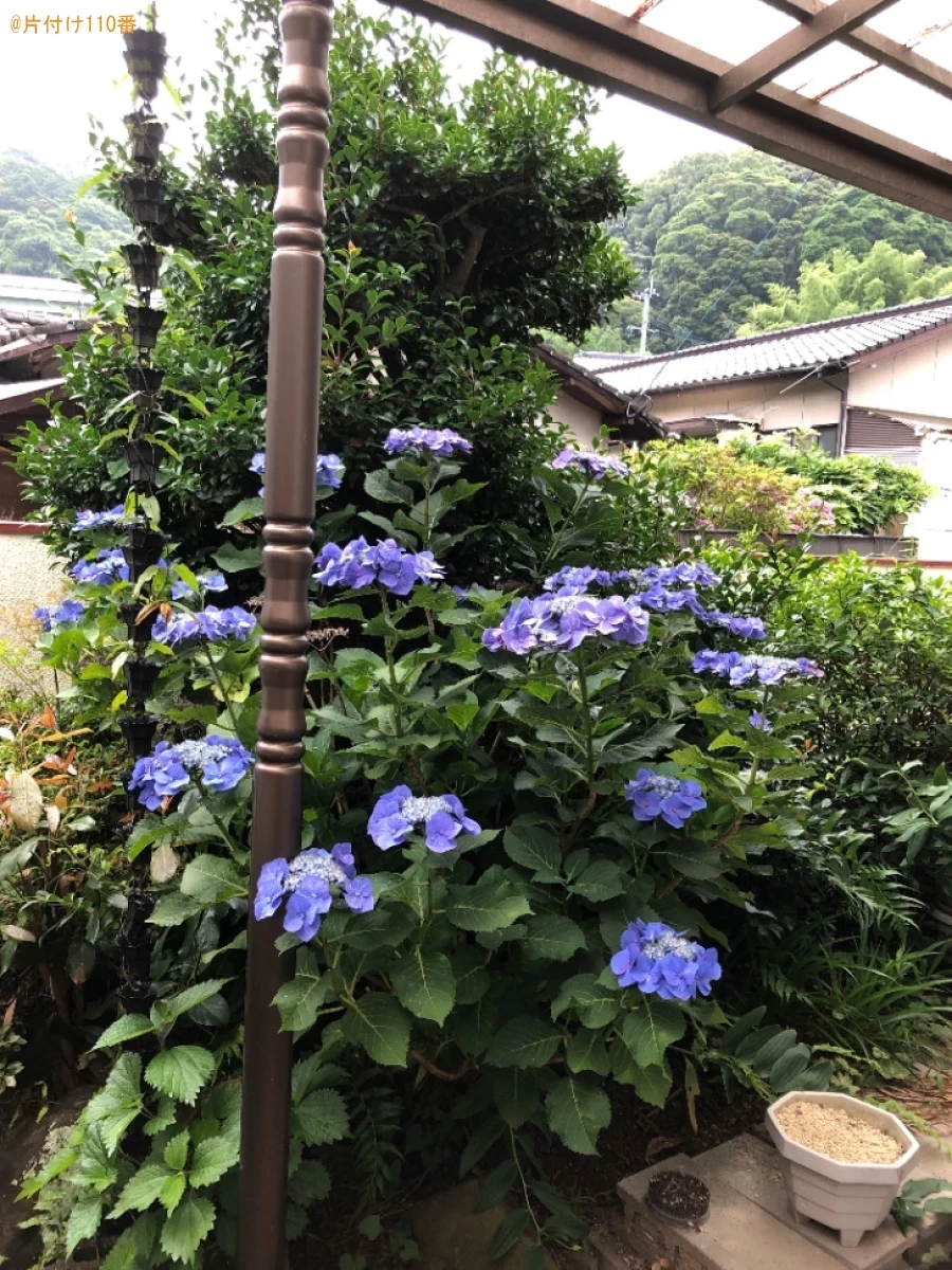 【北九州市八幡東区】庭木の伐採と草刈りのご依頼　お客様の声