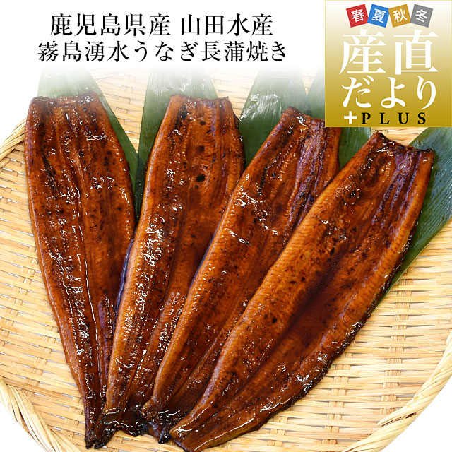 【限定2名さま】霧島湧水うなぎ 長蒲焼き（140g前後×4尾）