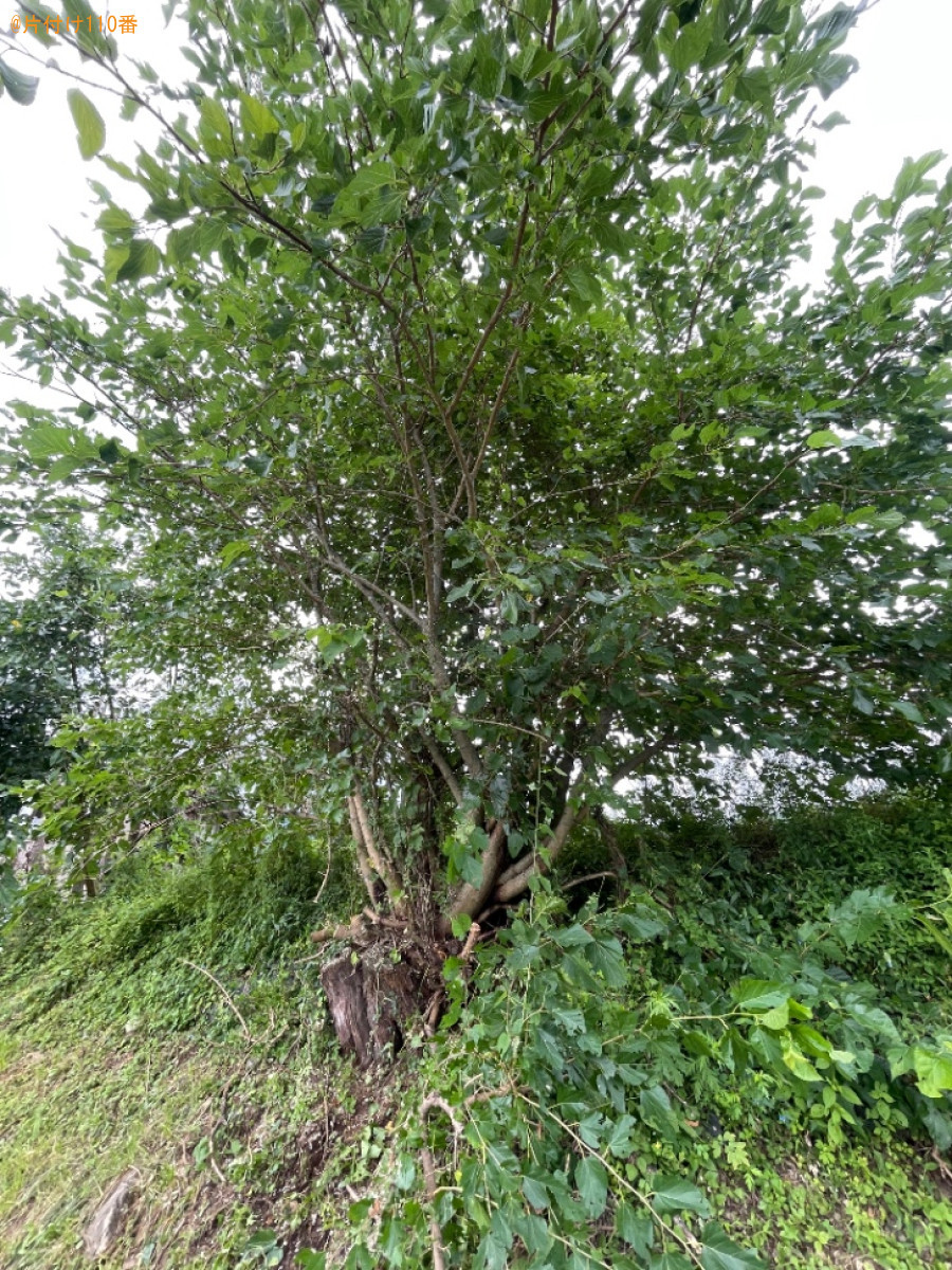 【諏訪郡富士見町】草刈り作業ご依頼　お客様の声