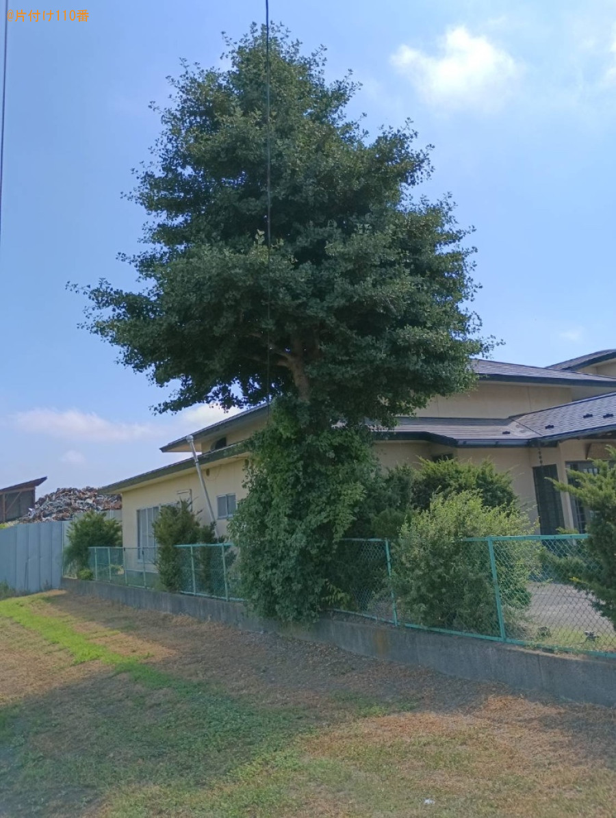 【十和田市東十六番町】木の剪定作業ご依頼　お客様の声