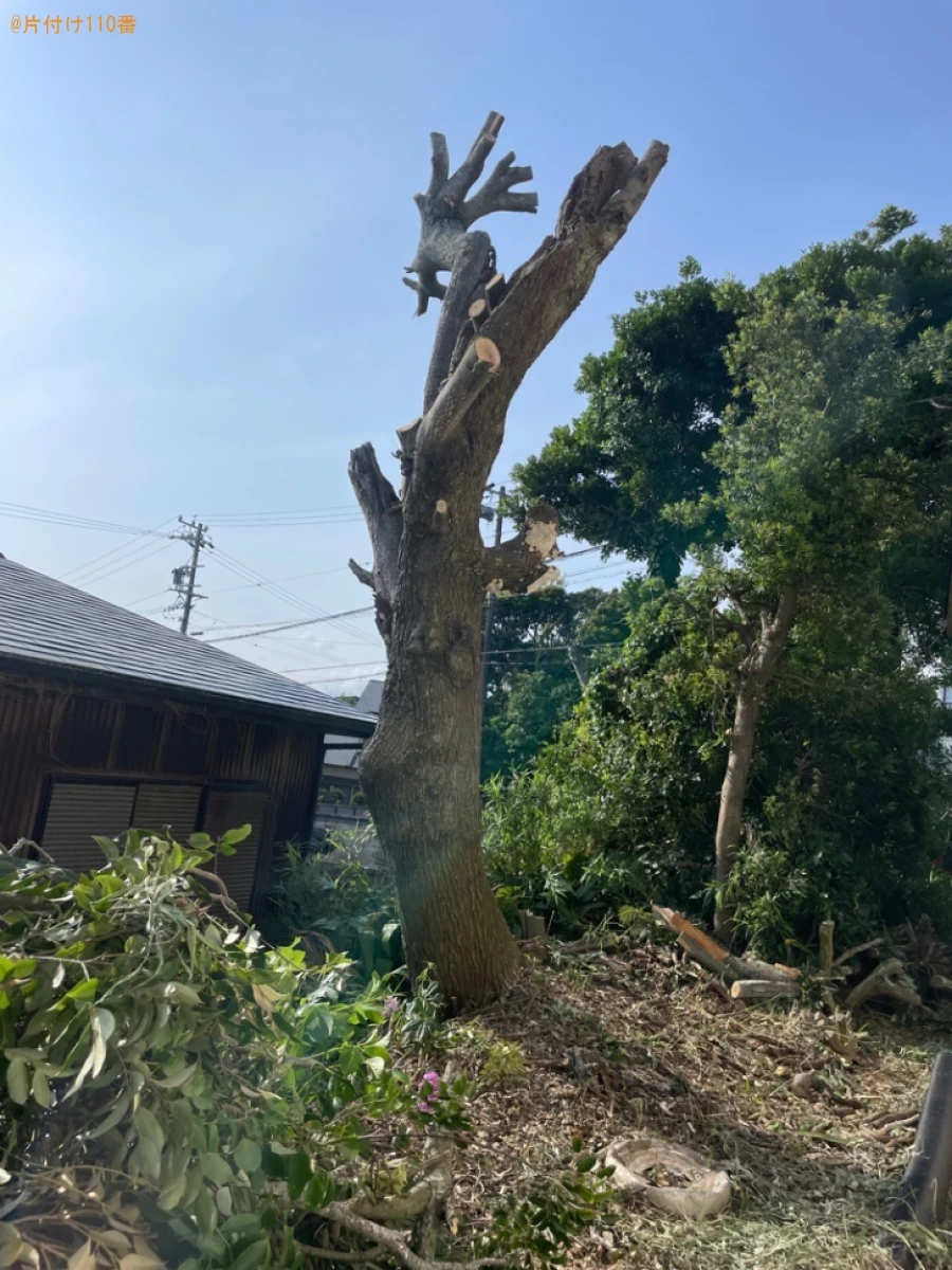 【御前崎市】木の伐採作業ご依頼　お客様の声
