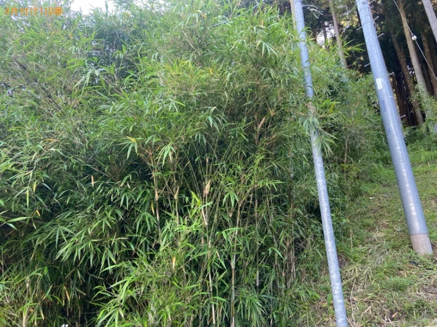 【相模原市緑区】木の剪定・伐採作業ご依頼　お客様の声