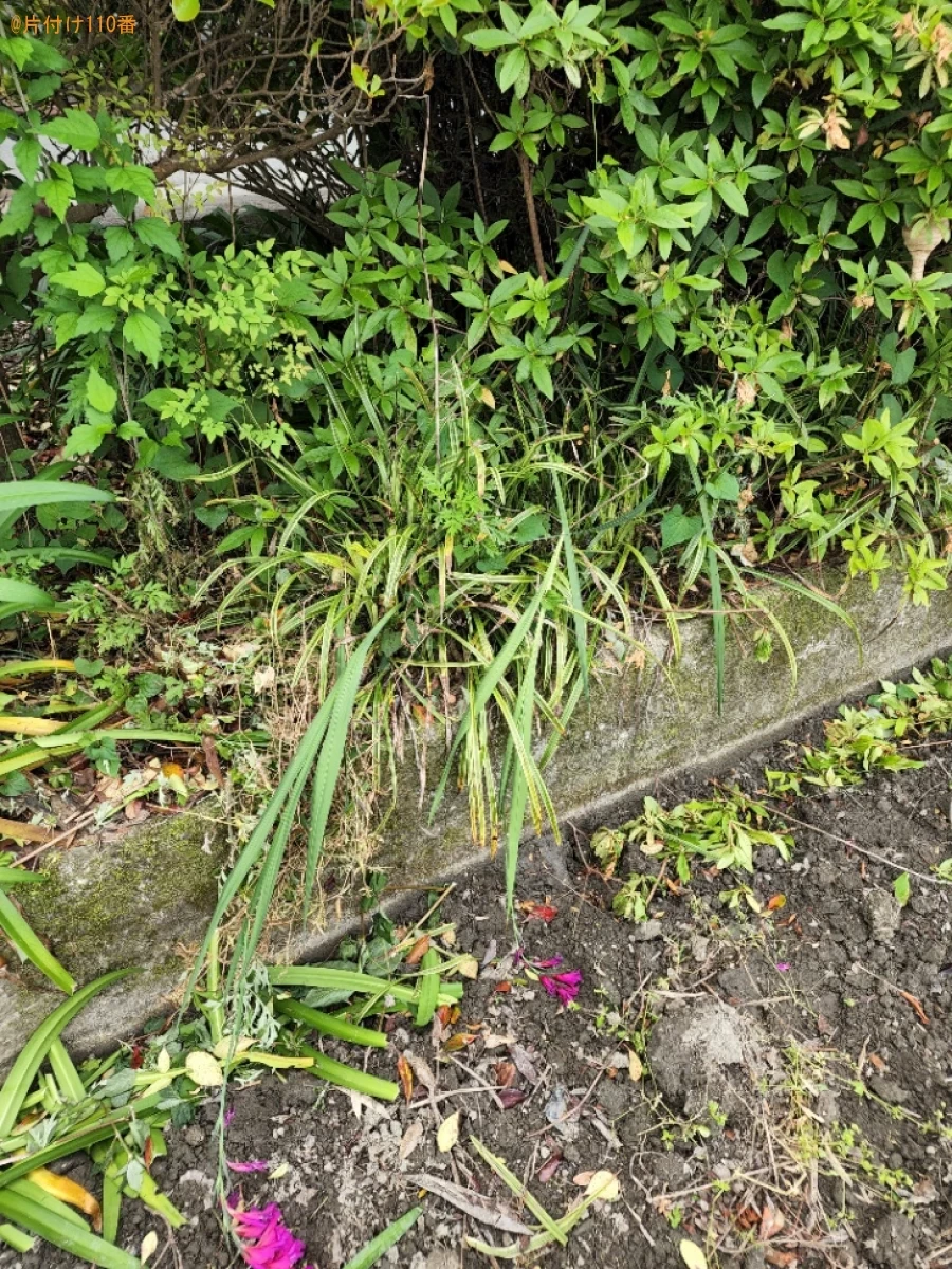 【四国中央市土居町】スズメバチ駆除ご依頼　お客様の声
