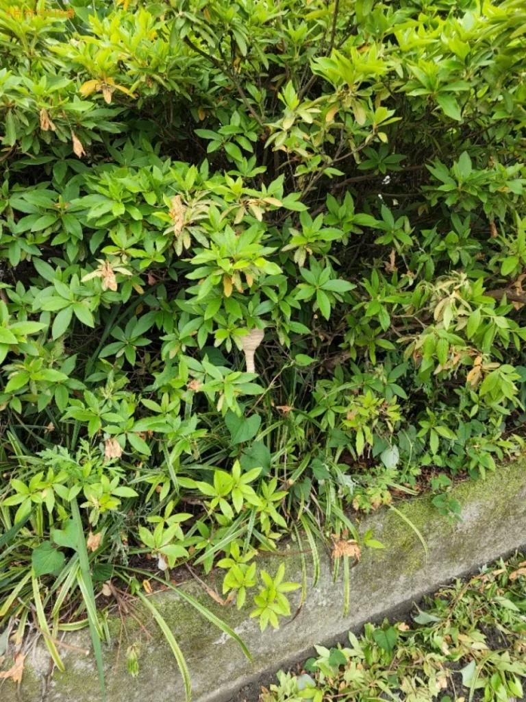 【四国中央市土居町】スズメバチ駆除ご依頼　お客様の声