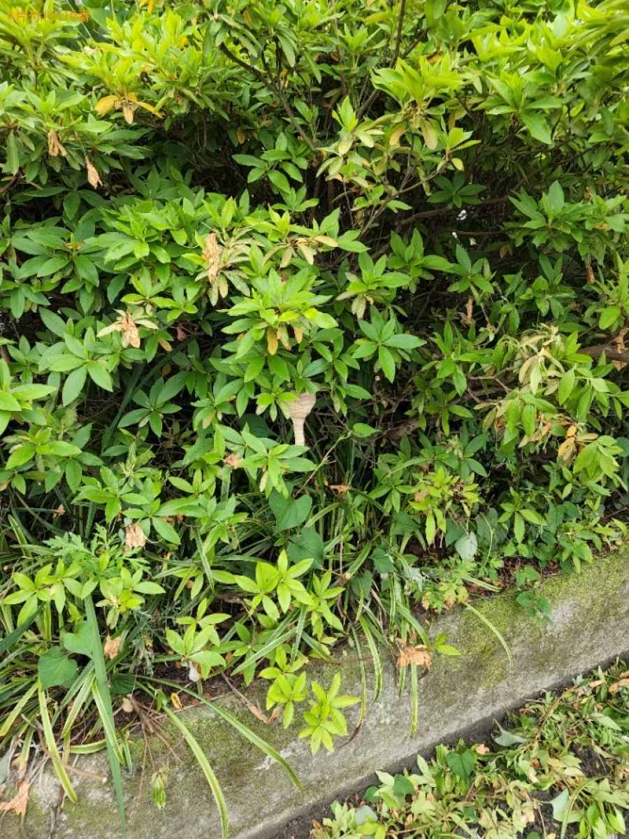 【四国中央市土居町】スズメバチ駆除ご依頼　お客様の声