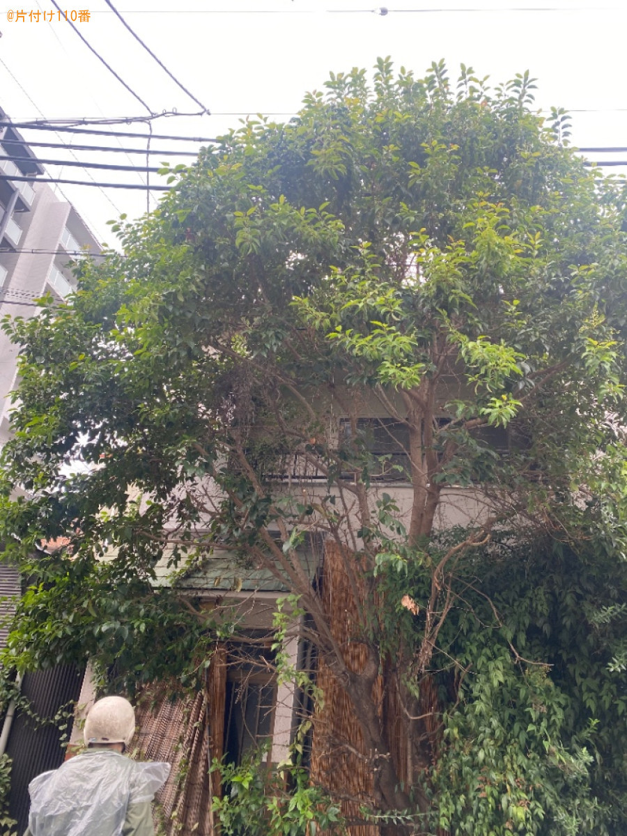 【大阪市大正区】木の伐採作業ご依頼 お客様の声