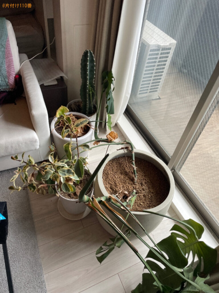 【京都市右京区】観葉植物の回収・処分ご依頼　お客様の声