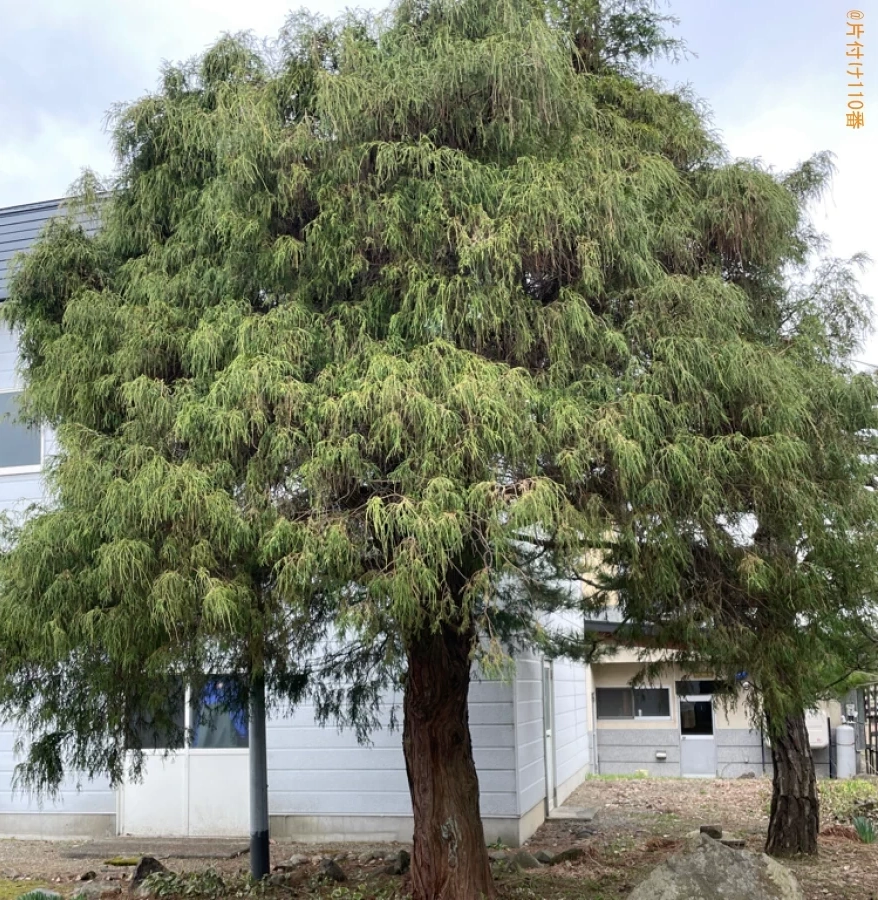 【弘前市】木の伐採作業ご依頼　お客様の声