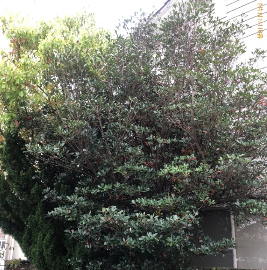 【徳島市北矢三町】木の伐採作業ご依頼　お客様の声