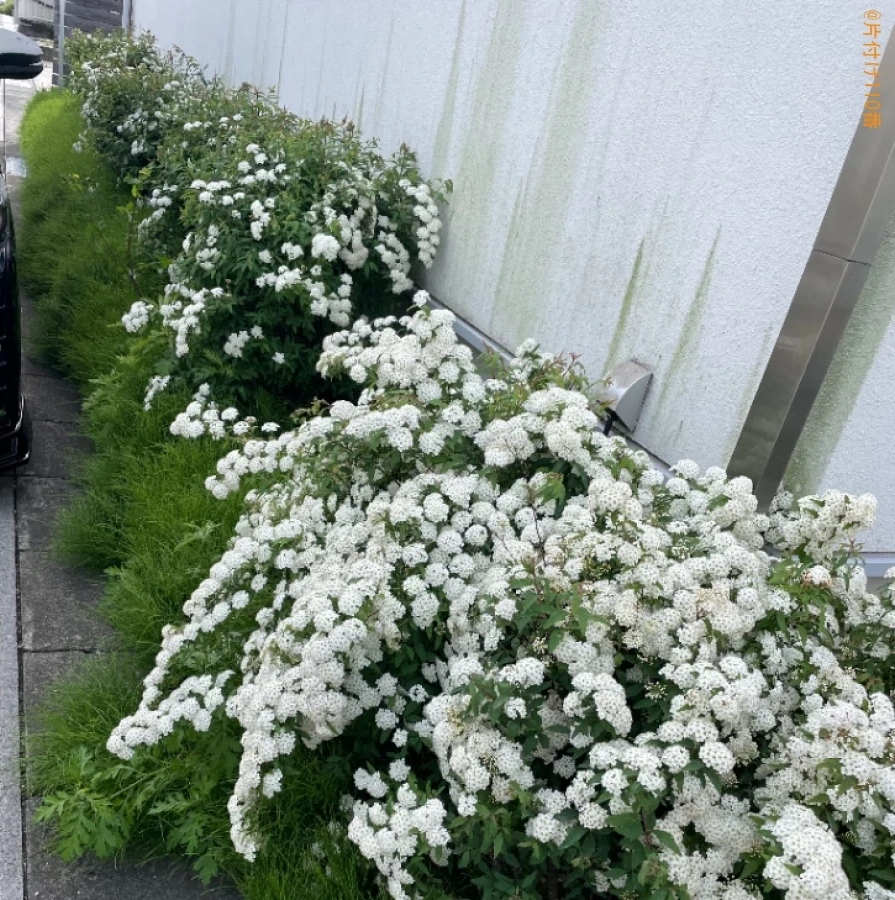 【浜松市西区】草刈り、木の伐採作業ご依頼 お客様の声