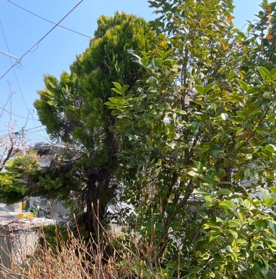 【青森市千富町】木の伐採作業と回収・処分ご依頼お客様の声