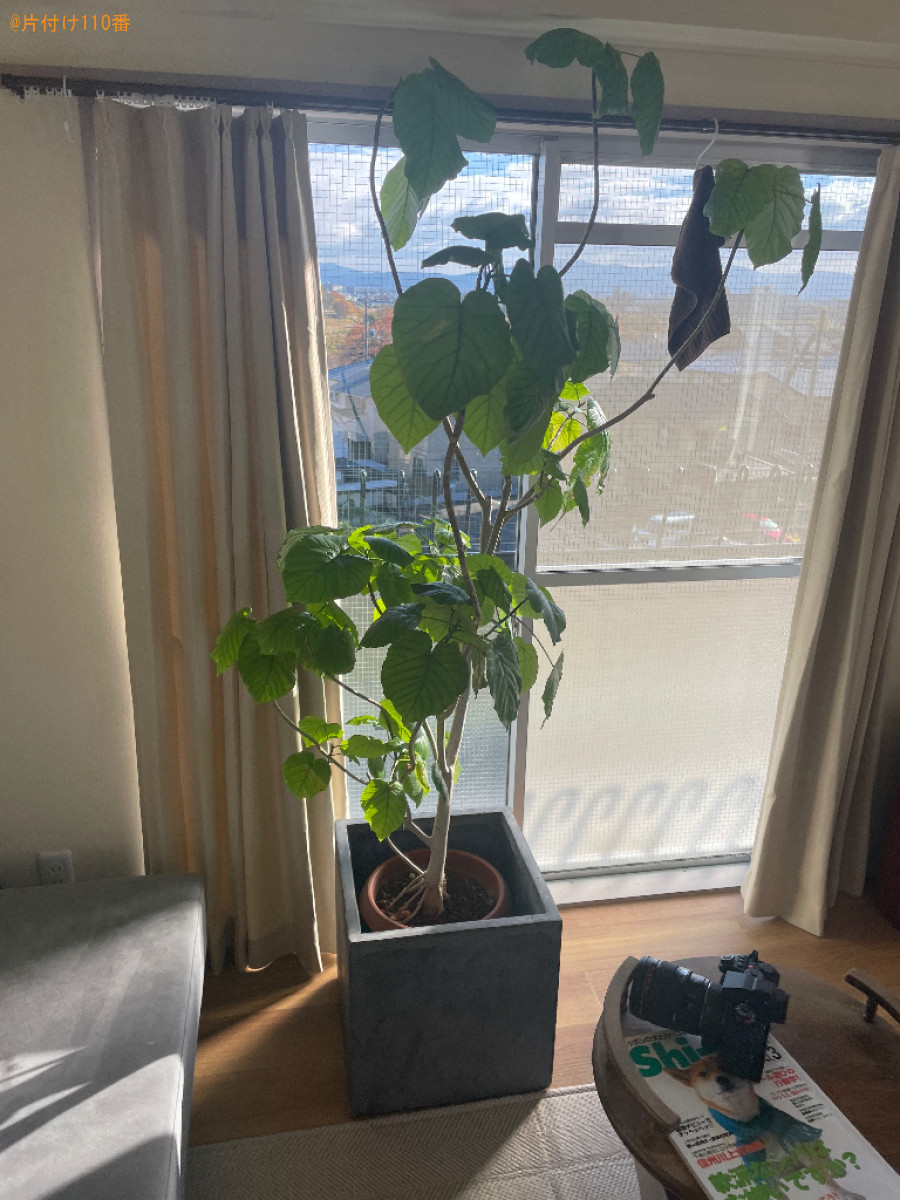 【京都市西京区】観葉植物の回収・処分ご依頼　お客様の声