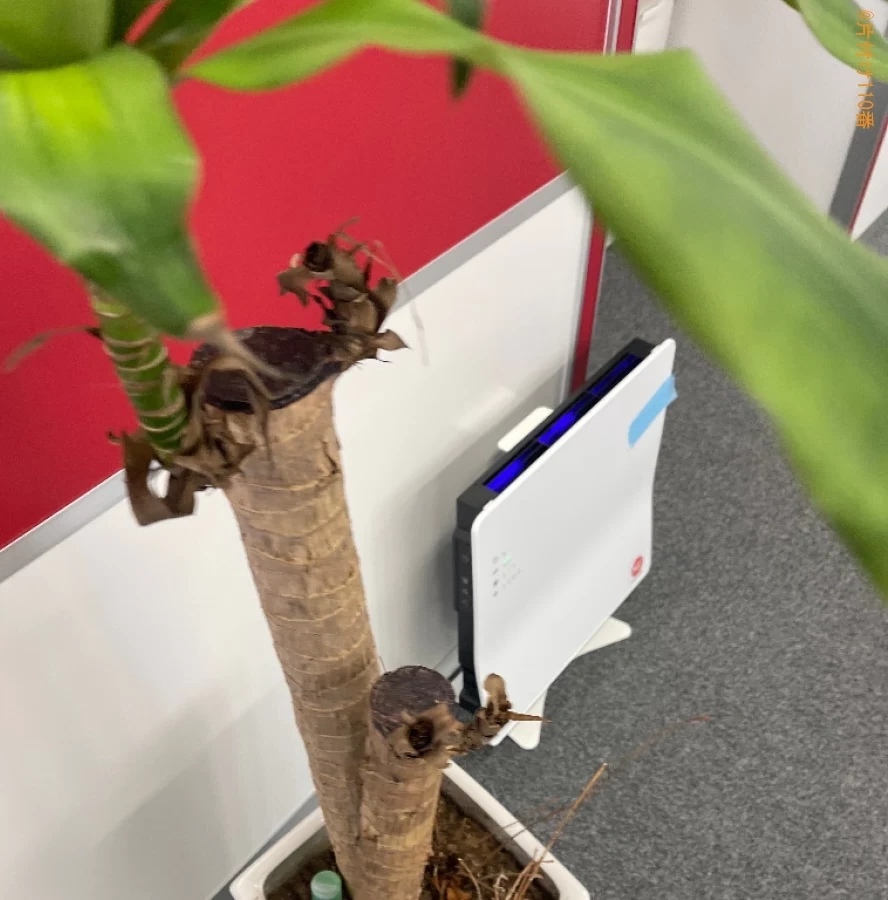 【岡山市北区】鉢植えの回収・処分ご依頼　お客様の声