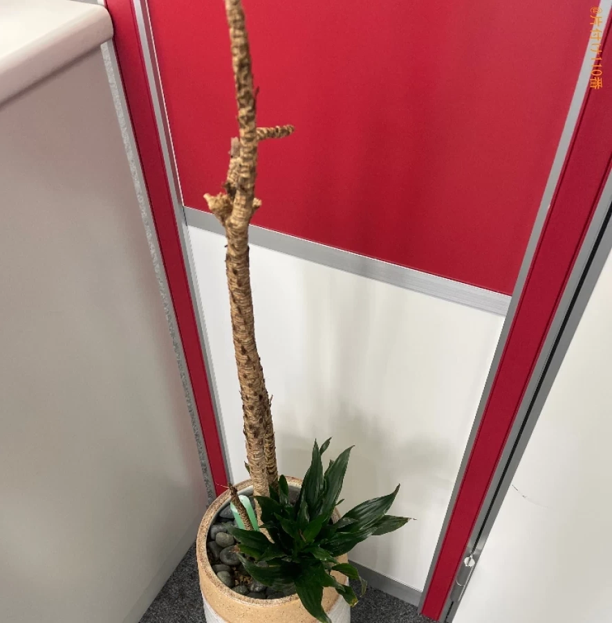 【岡山市北区】鉢植えの回収・処分ご依頼　お客様の声