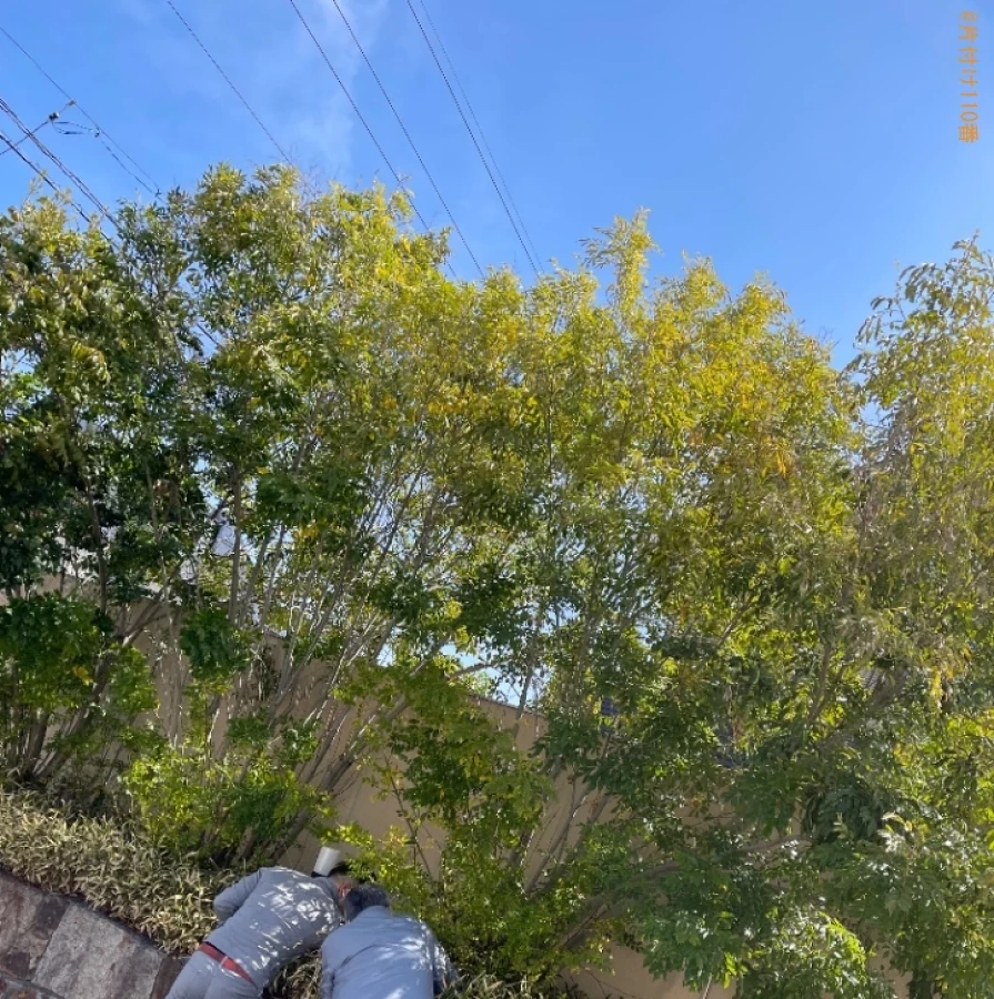 【岡山市北区】庭木の伐採作業ご依頼 お客様の声