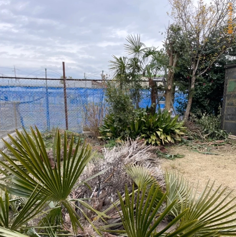 【東近江市春日町】木の伐採作業ご依頼　お客様の声