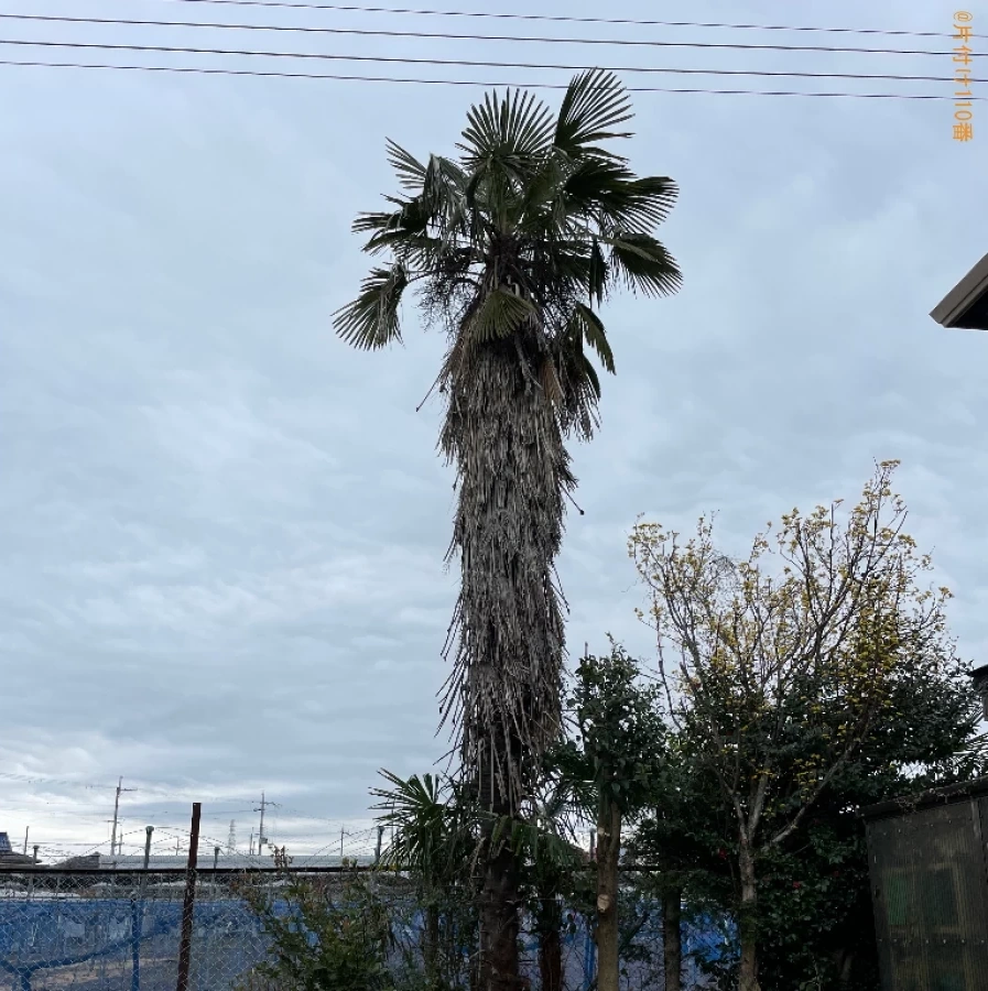 【東近江市春日町】木の伐採作業ご依頼　お客様の声