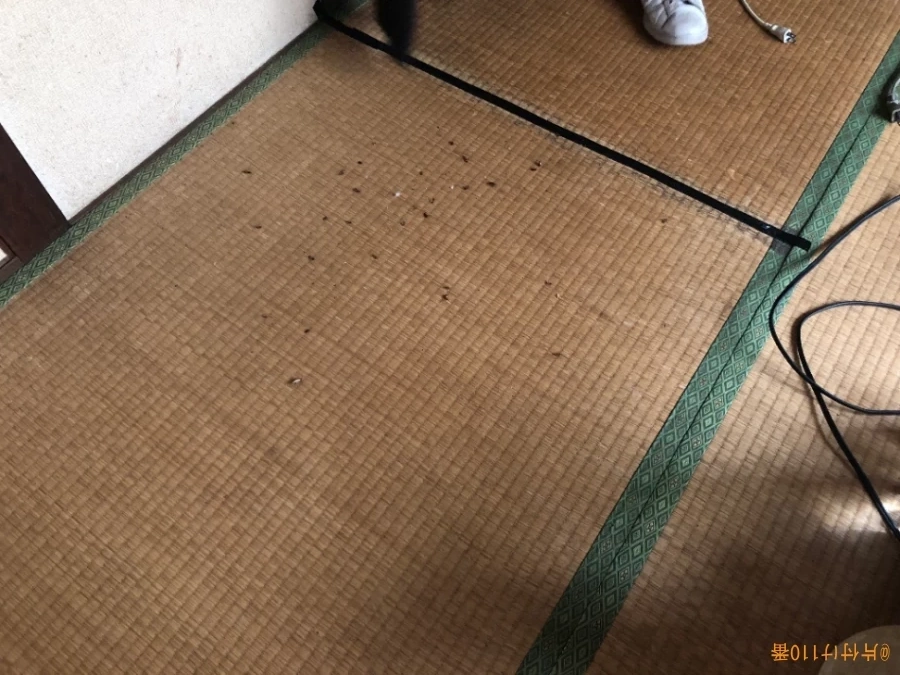 バルサンを炊いた後のゴキブリの死骸処理とハウスクリーニングご依頼