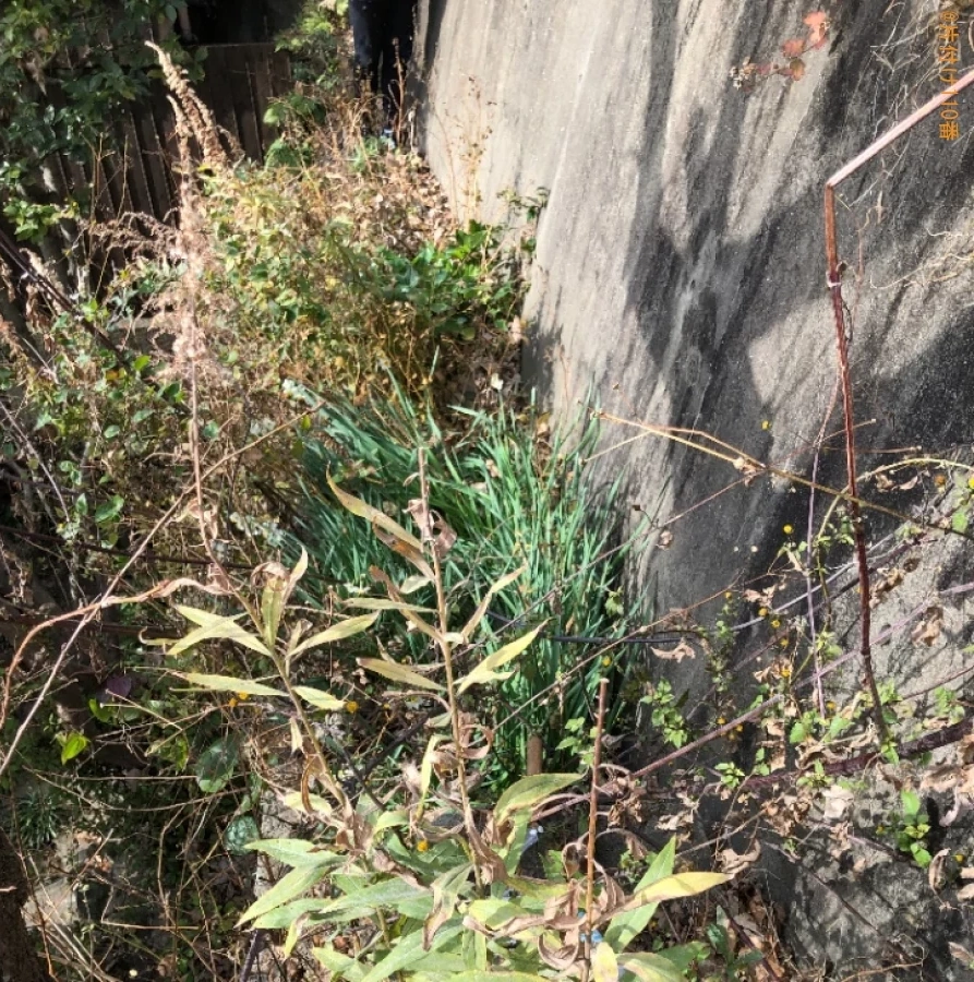 【下関市伊崎町】草抜き作業ご依頼　お客様の声