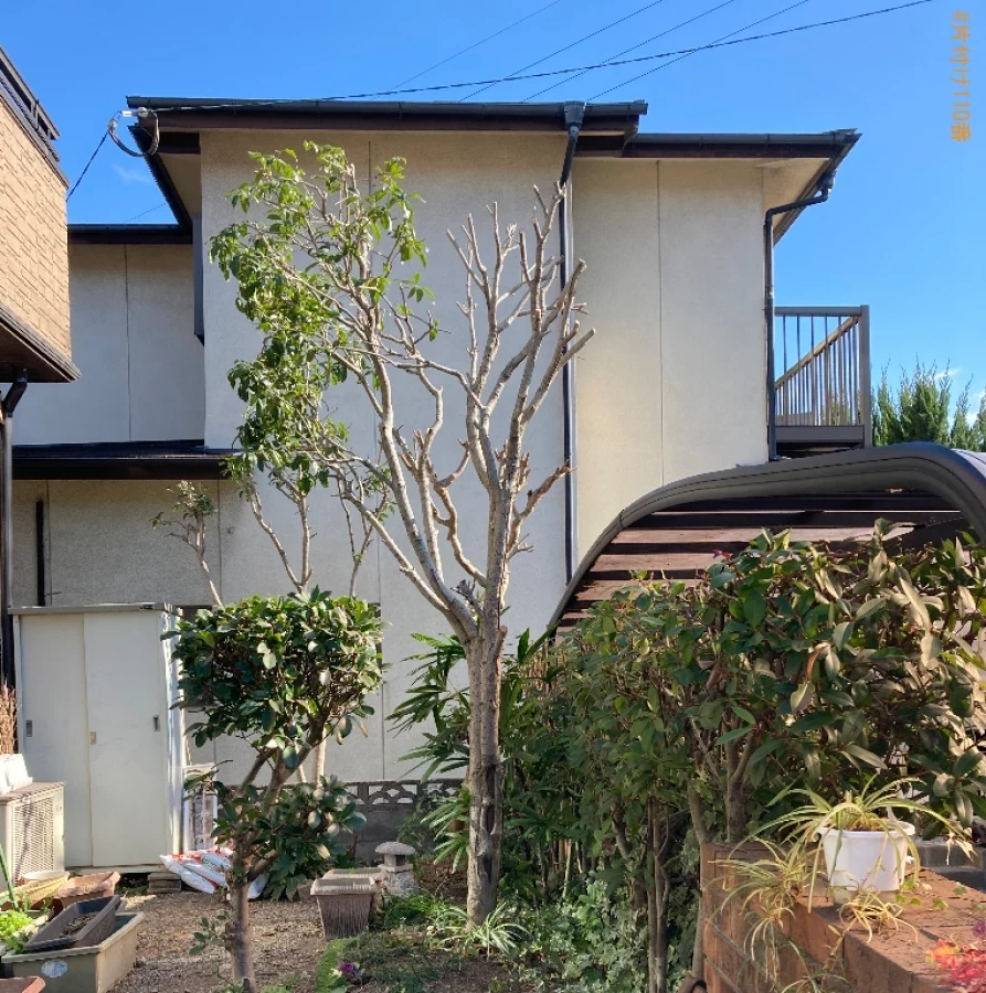 【大分市】木の剪定作業ご依頼　お客様の声