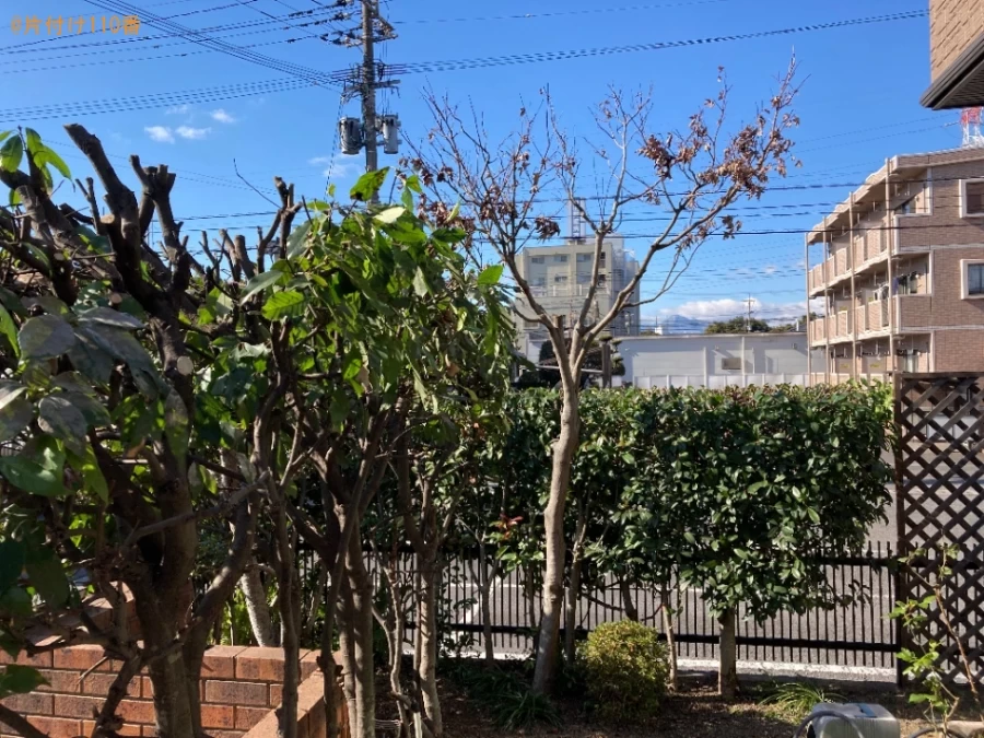 【大分市】木の剪定作業ご依頼　お客様の声