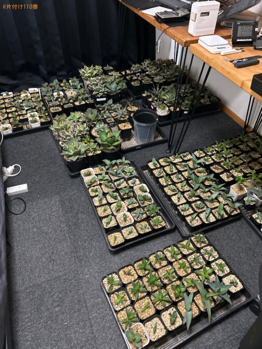 【京都市右京区】観葉植物、植物育成ライト、スチールラック等の回収