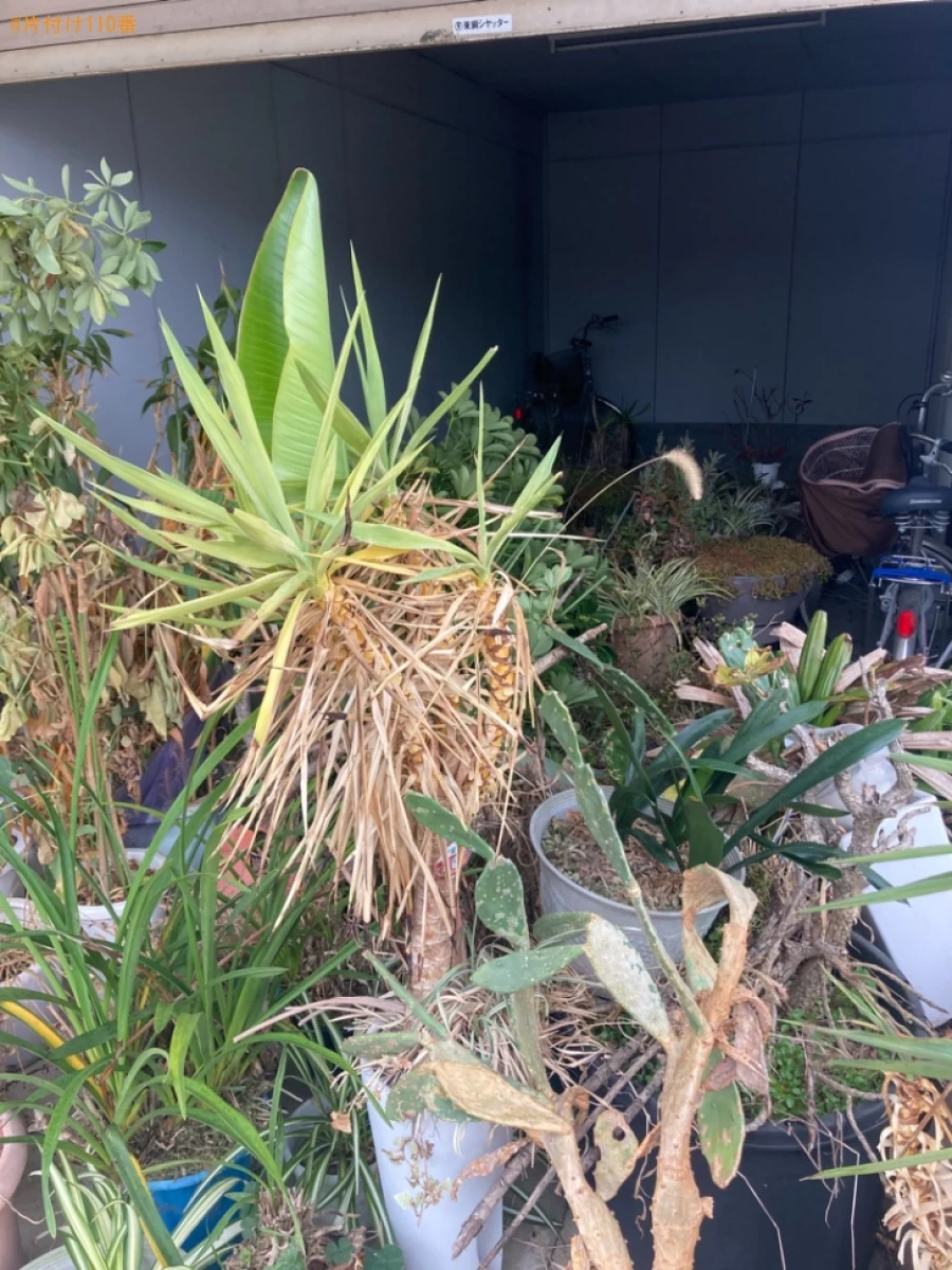 【行橋市】鉢植えの回収・処分ご依頼　お客様の声