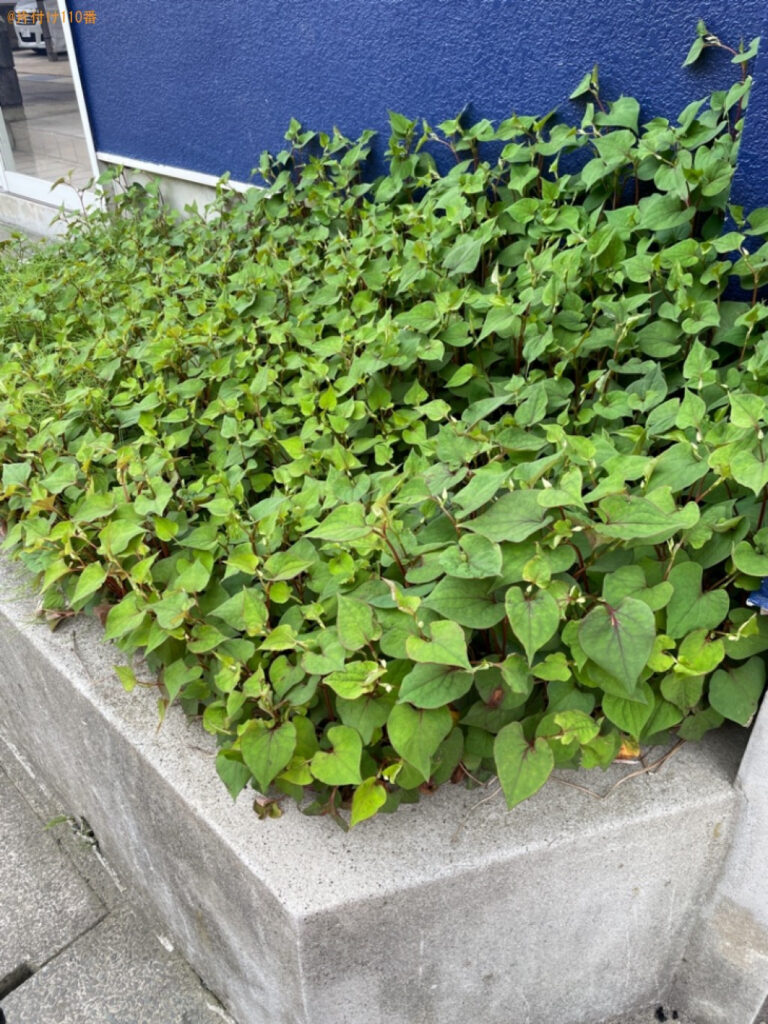 【青森市】草刈りと刈った草の処分ご依頼　お客様の声