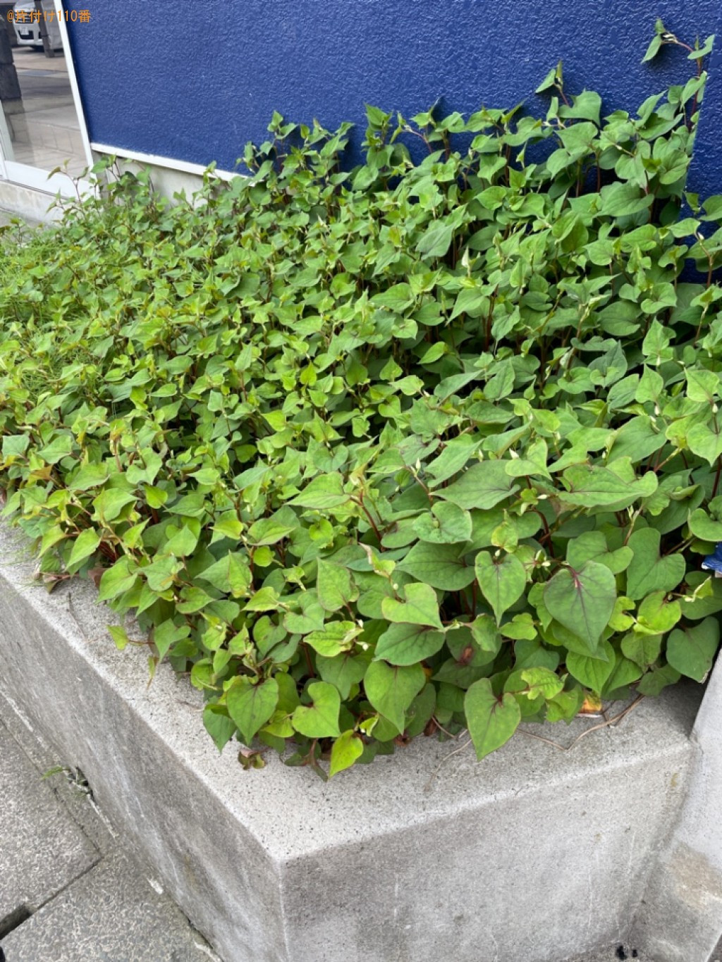 【青森市】草刈りと刈った草の処分ご依頼　お客様の声