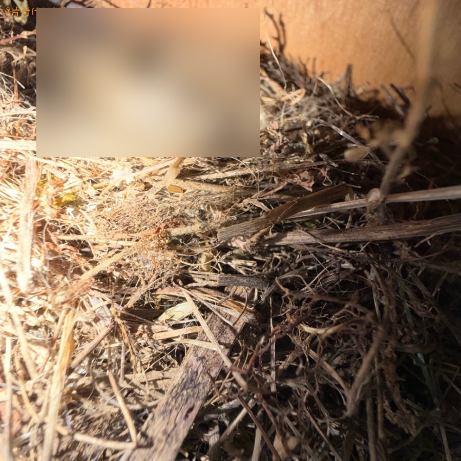 【黒石市寿町】鳥の死骸の回収・処分ご依頼　お客様の声