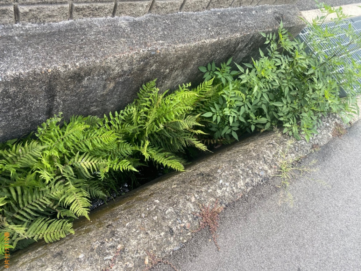 【奈良市】草抜き作業ご依頼 お客様の声
