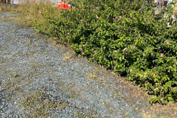 【磐田市】50坪の草抜き作業・草処分ご依頼 お客様の声